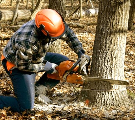 Tree Removal in Brookston, TX
